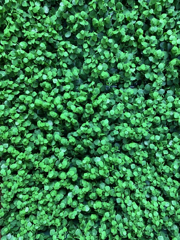 Peruvian Jungle Ivy