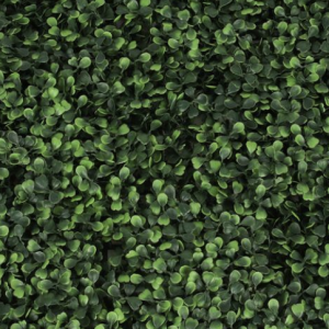 Singapore Boxwood Ivy